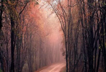 子宫内膜癌：天涯社区上的互助之旅！